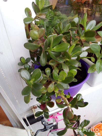 Продам цветы комнатные