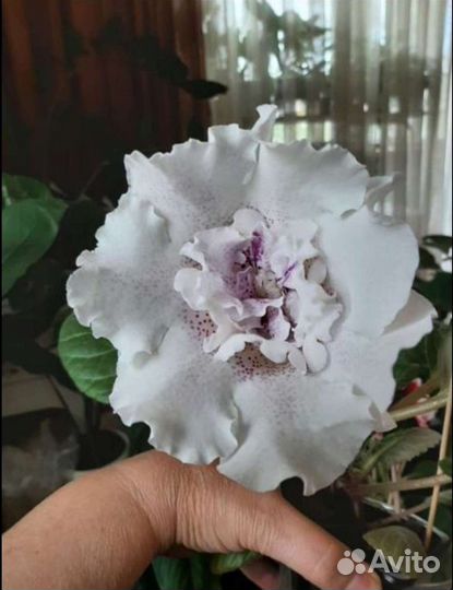 Глоксиния махровая