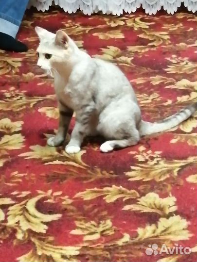 Кошка в дар