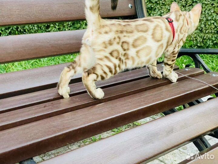 Бенгальская кошка