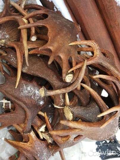 Рога лося на вес