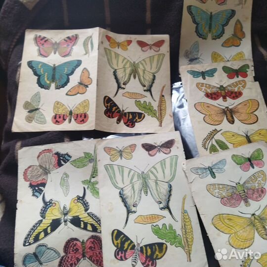 Картинки с бабочками