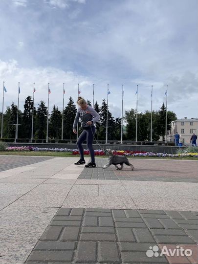 Цвергшнауцеры