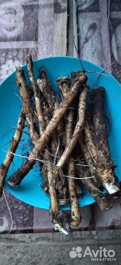 Корень хрена