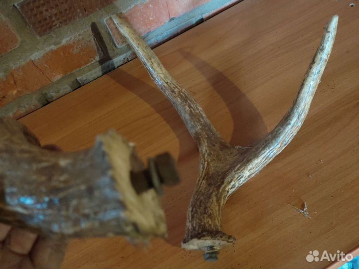 Пара рогов оленя или лося