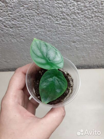 Алоказии Сильвер дракон, кукулата и Полли