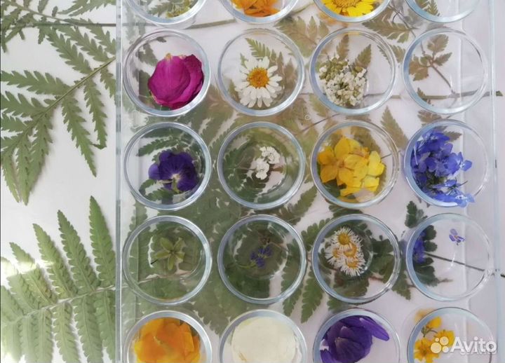 Сухоцветы полевые, лесные. Гербарий