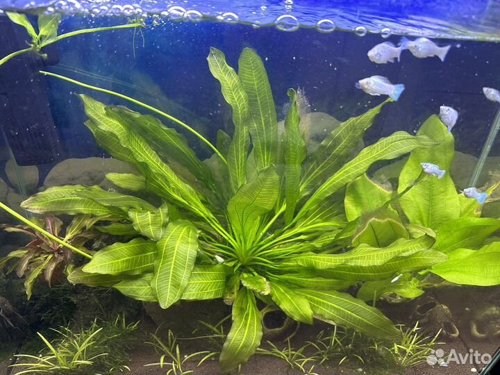 Аквариумные растения