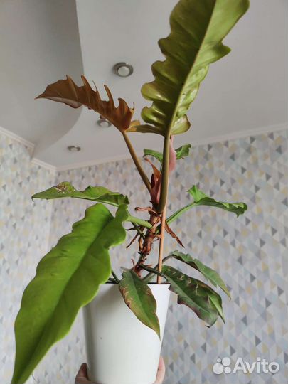 Филодендрон голден крокодил зацветает