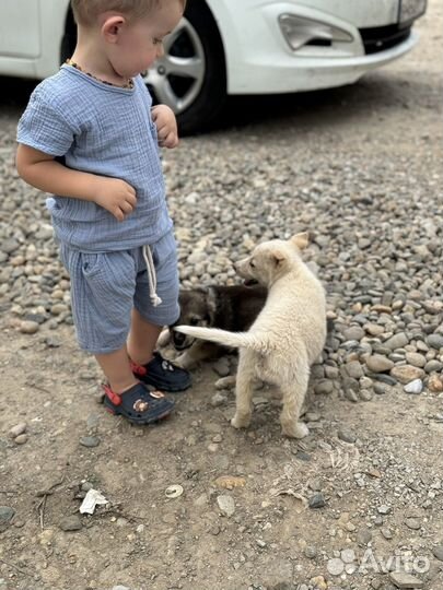 Щенок в добрые руки мальчик