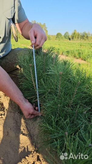 Сеянцы ели окс от производителя