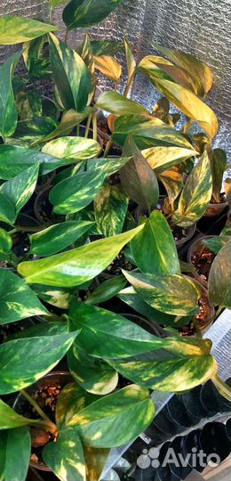 Эпипремнум Хиколор