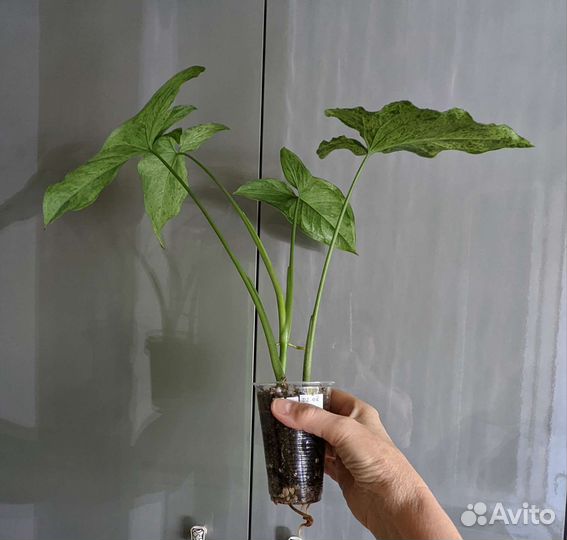 Сингониумы Моттлед, Вендланди