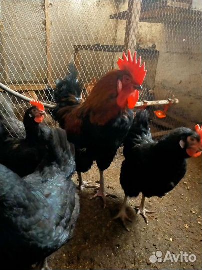 Инкубационное яйцо