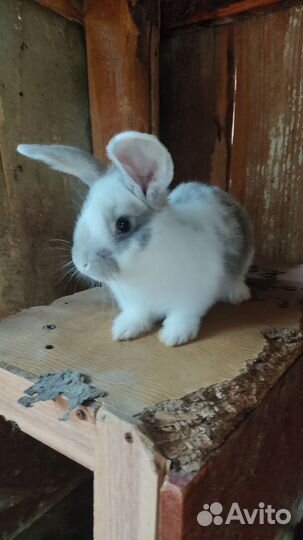 Кролики мясных пород