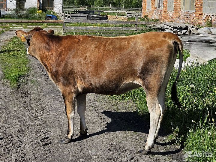 Телка Джерси