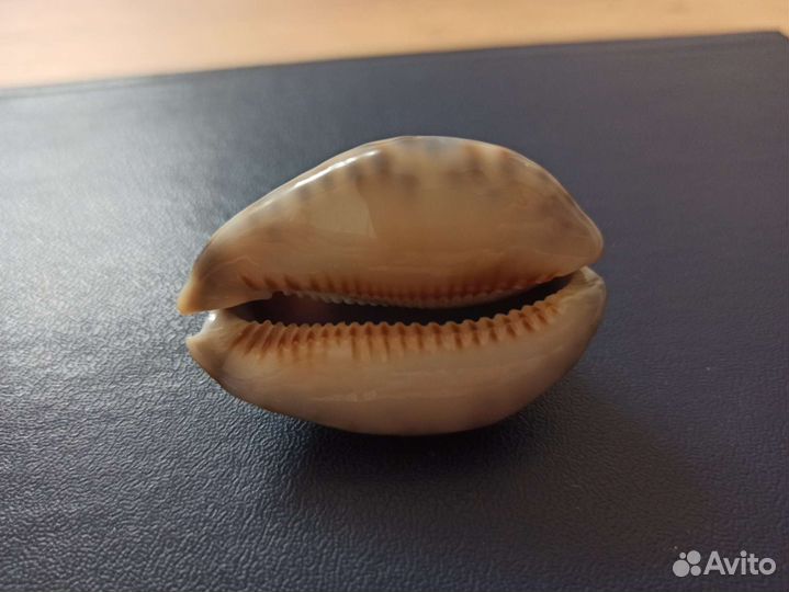 Морская раковина