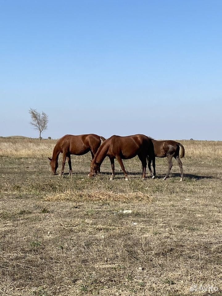 Лошадь