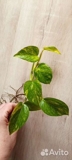 Сциндапсус золотистый, эпипремнум