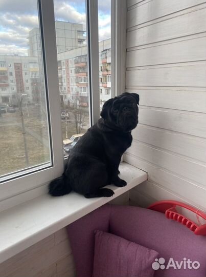 Мопсик вязка