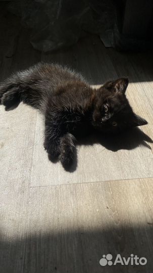 Сибирские котята