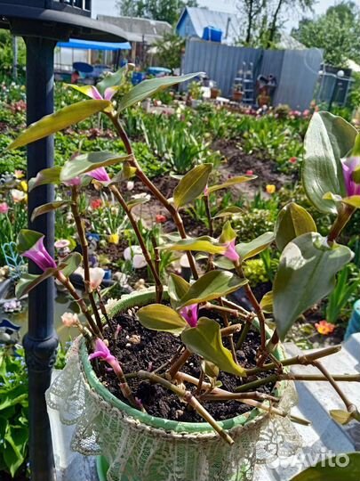 Традесканция