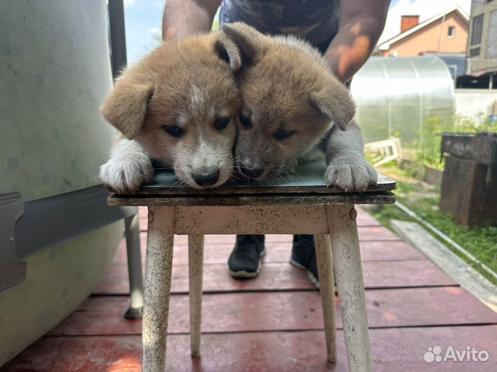 Щенки акита ину