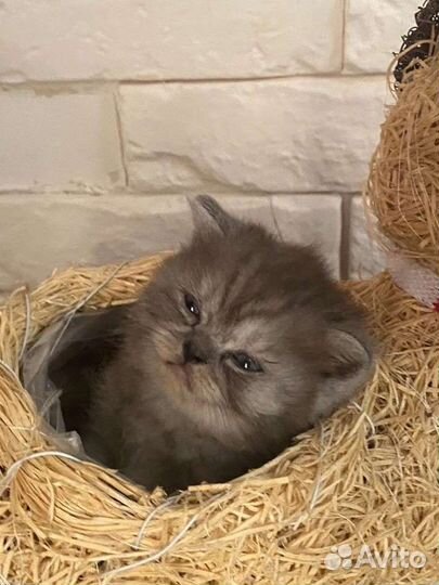 Шотландская милота