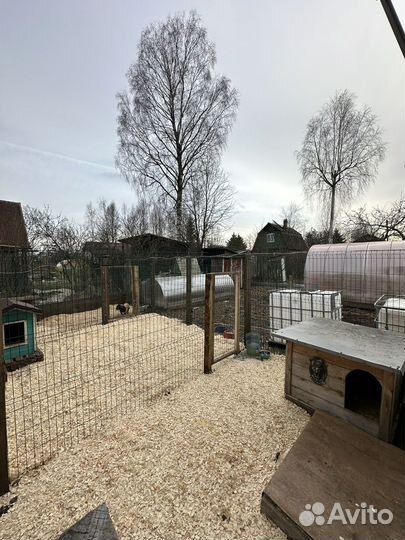 Передержка зоогостиница кошек и собак, доставка