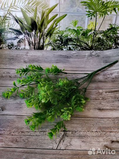 Зелень декоративная Самшит