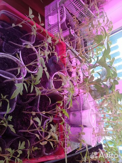 Рассада помидор и перцев