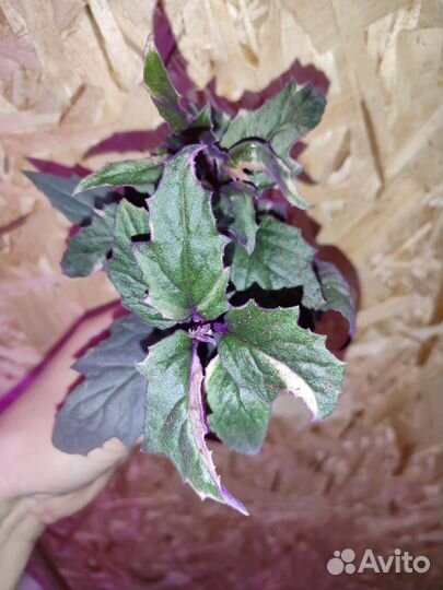 Гинура вариегатная