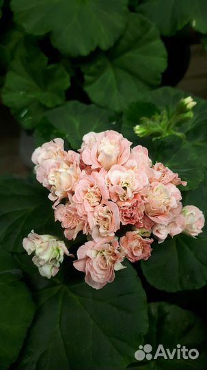 Пеларгония ирида Мамины розы