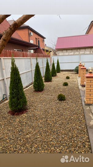 Плющ вечнозеленыйВсе виды Ландшафтных работ