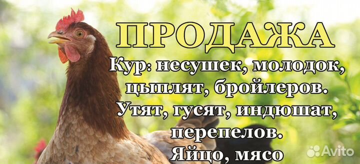 Куры молодки несушки, бройлер, цыплята, яйцо