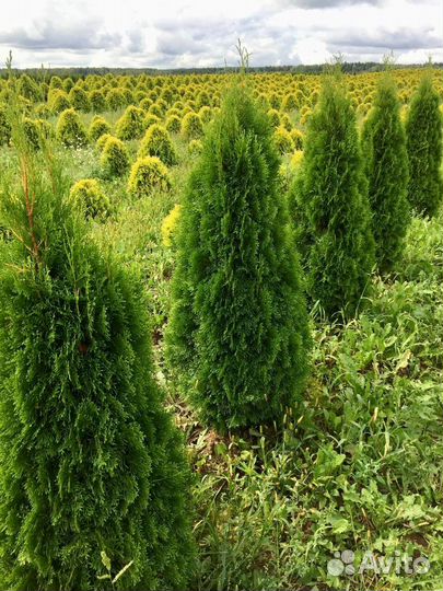 Туя из питомника оптом