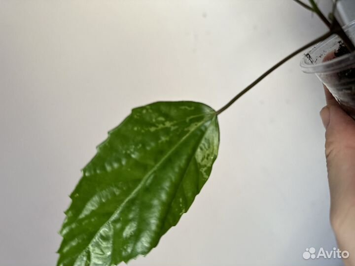 Гибискус вариегатный