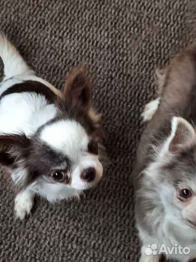 Девочки ищут дом