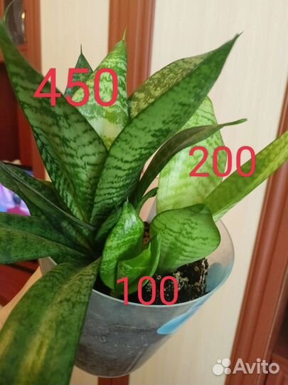 Тёщин язык Ханни, Хамедорея