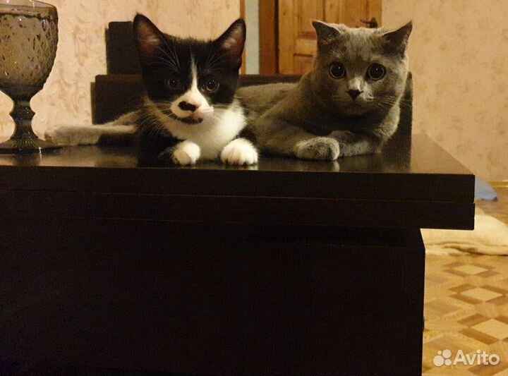 Кошки в добрые руки ценна 1000