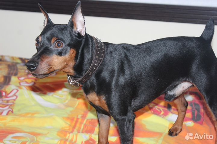 Вязка цвергпинчер