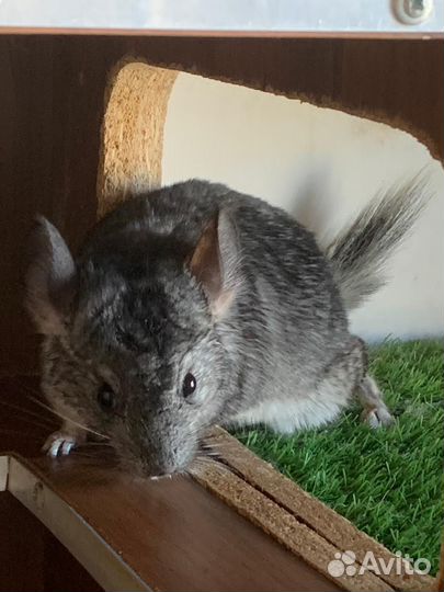 Шиншилы пара