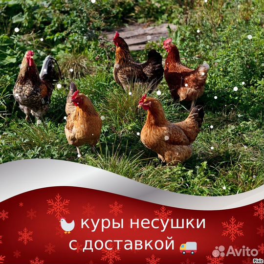 Куры с доставкой
