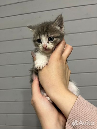 Отдам котят