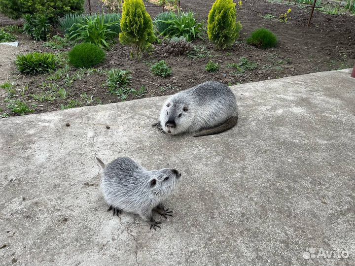 Нутрии на племя