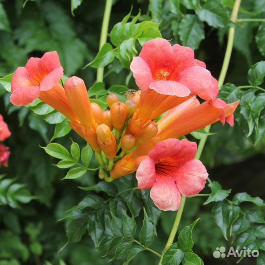 Саженцы кампсиса