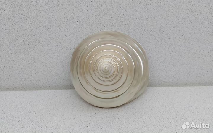 Трохус Нилотикус 11,5*10,4 морская ракушка