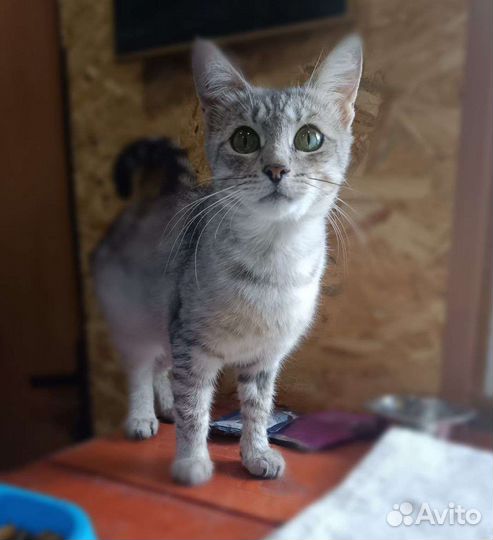 Супер кошка с доставкой