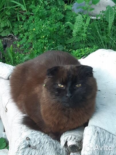 Кошка в дар
