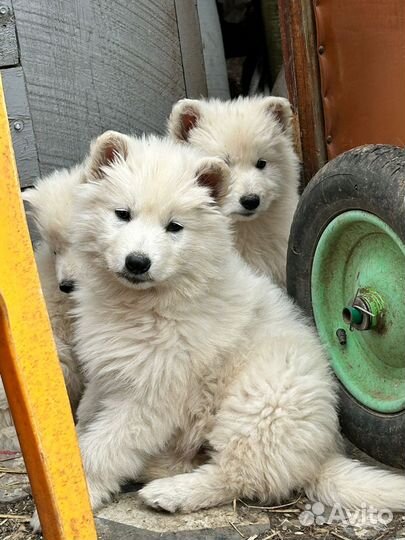 Щенки Белой швейцарской овчарки